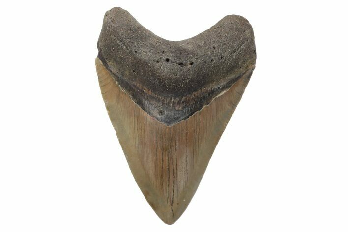 Serrated, Fossil Megalodon Tooth - North Carolina #221880